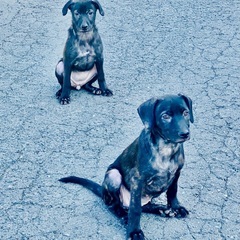 ラブらドールと甲斐犬の子供2頭お見合いを予約したので募集中止しています