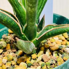 【観葉植物】サンスベリア・ケニア（2.5号スリット鉢つき）の画像