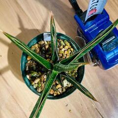 【観葉植物】サンスベリア・ケニア（2.5号スリット鉢つき）の画像