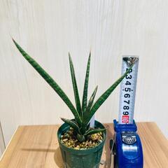 【観葉植物】サンスベリア・ケニア（2.5号スリット鉢つき）の画像