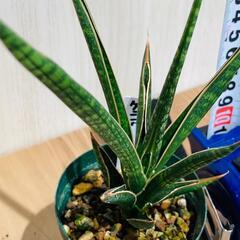 【観葉植物】サンスベリア・ケニア（2.5号スリット鉢つき）の画像