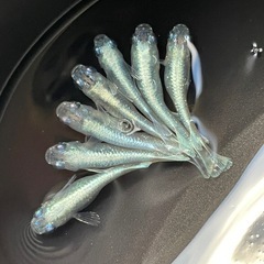 メダカ　エメキン　若魚　７匹　現物出品　予約可能の画像