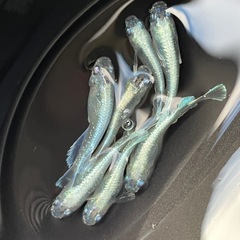 メダカ　エメキン　若魚　７匹　現物出品　予約可能の画像