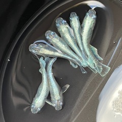 メダカ　エメキン　若魚　７匹　現物出品　予約可能の画像