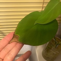 観葉植物(モンステラ)の画像