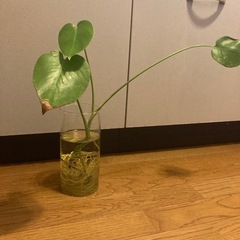 観葉植物(モンステラ)の画像