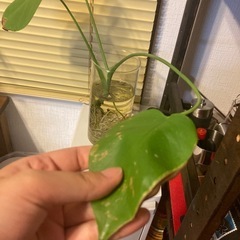 観葉植物(モンステラ)の画像