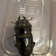 オオクワガタ　オス　メス　ペア　お譲りします。の画像