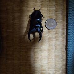 ヒラタクワガタ、オオクワガタ、ドルクス系クワガタの画像