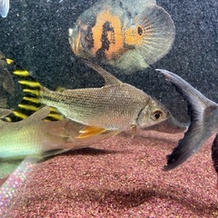 カラープロキロダス ワイルド個体　１０cm〜１２cmくらい　熱帯魚　観賞魚の画像