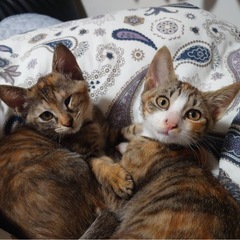 サビ猫♀ 三毛猫♀