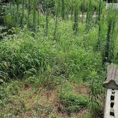 なんでも手助け専門屋 - 手伝いたい/助けたい