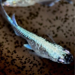 ミッドナイトフリル　卵30個　夢中メダカ様血統の画像