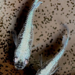 ミッドナイトフリル　卵30個　夢中メダカ様血統の画像