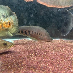 スポッテッドナイフフィッシュ 約１８cmくらい 熱帯魚　観賞魚の画像