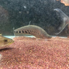 スポッテッドナイフフィッシュ 約１８cmくらい 熱帯魚　観賞魚の画像