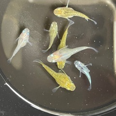 メダカ　ダルマめだか　７匹　現物出品　予約可能の画像