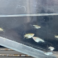メダカ　ダルマめだか　７匹　現物出品　予約可能の画像