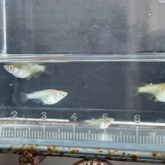 メダカ　ダルマめだか　７匹　現物出品　予約可能の画像
