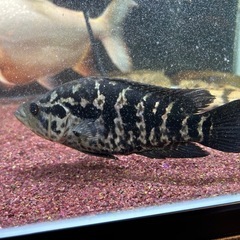 ナンドプシスマナグエンセ　１０cmくらい　熱帯魚　観賞魚の画像