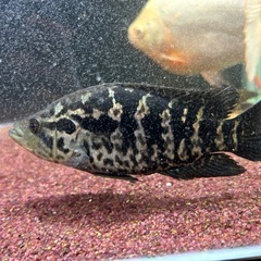 ナンドプシスマナグエンセ　１０cmくらい　熱帯魚　観賞魚の画像