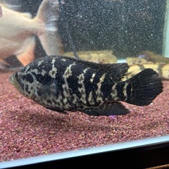 ナンドプシスマナグエンセ　１０cmくらい　熱帯魚　観賞魚の画像