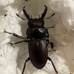 メリディオナリスコクワガタ　ペアの画像