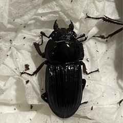 メリディオナリスコクワガタ　ペアの画像