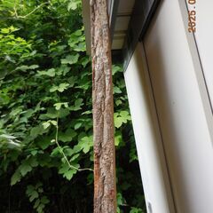無垢一枚板！栗！天板！耳付き！カウンター、テーブル、DIY,木工の画像