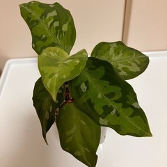 アグラオネマ ピクタム パダン の画像
