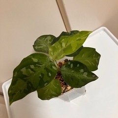 アグラオネマ ピクタム パダン の画像