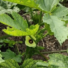 自然農法に関心ある人お話ししましょう。