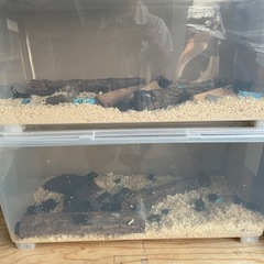 カブトムシの画像