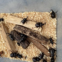 カブトムシの画像