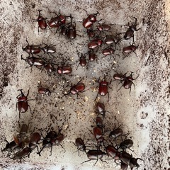 カブトムシの画像