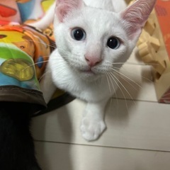 人馴れはなまる♡ブルーのひとみ