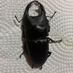 オオクワガタペアの画像