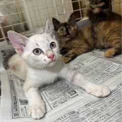 生まれて3ヶ月の子猫ちゃんです。急遽里親様募集中🥲❤️‍🔥