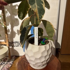 ゴムの木　　観葉植物の画像