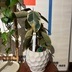 ランキングキーワードに紐づく投稿画像-観葉植物
