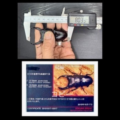 [国産オオクワガタNO:146]YG871系統  80ミリ:♀2匹トリオの画像