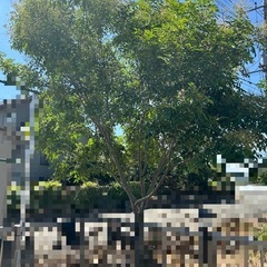 シマトネリコの画像