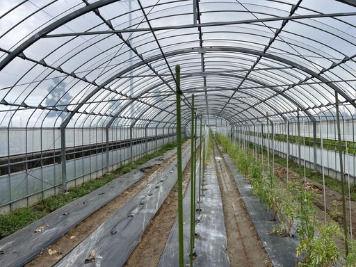 ビニールハウス 7.4m×42 D1タイプ　単棟　解体渡し