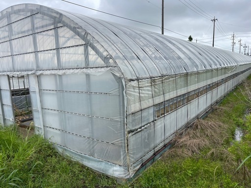 ビニールハウス 7.4m×42 D1タイプ　単棟　解体渡し