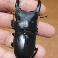 オオクワガタ能勢SR血統♂♀ペア25-21の画像