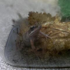 エゾアカガエルの画像