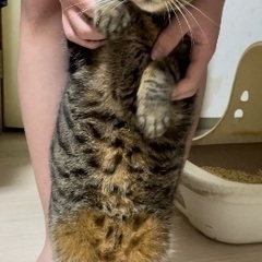 緊急!成猫里親募集！