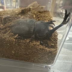 カブトムシの画像