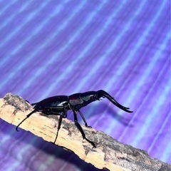 ノコギリクワガタ　　
オスメス　セットの画像