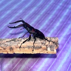 ノコギリクワガタ　　
オスメス　セットの画像